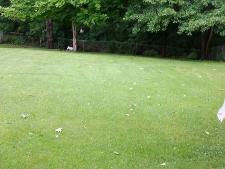q blank slate, gardening, landscape