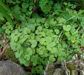 another name this plant question what is it garden plant, gardening, Invasive runner plant What is it Plant ID