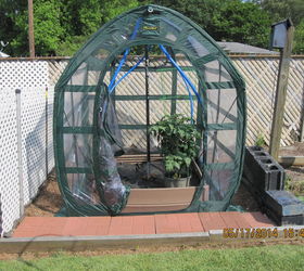 my recycled garden bed greenhouse, gardening