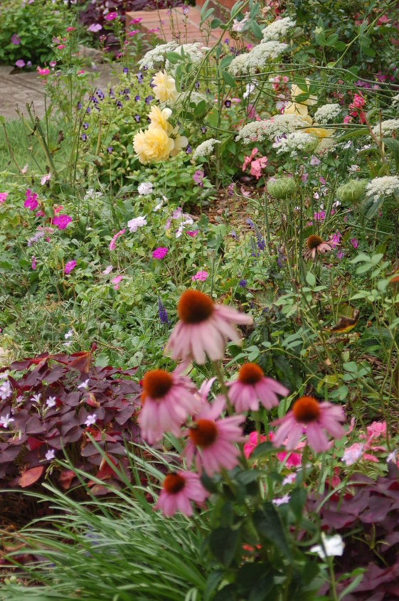 q i love using the unexpected in my designs here are some pics of oxalis, flowers, gardening, Oxalis cone flowers Graham Thomas rose Queen Anne s Lace