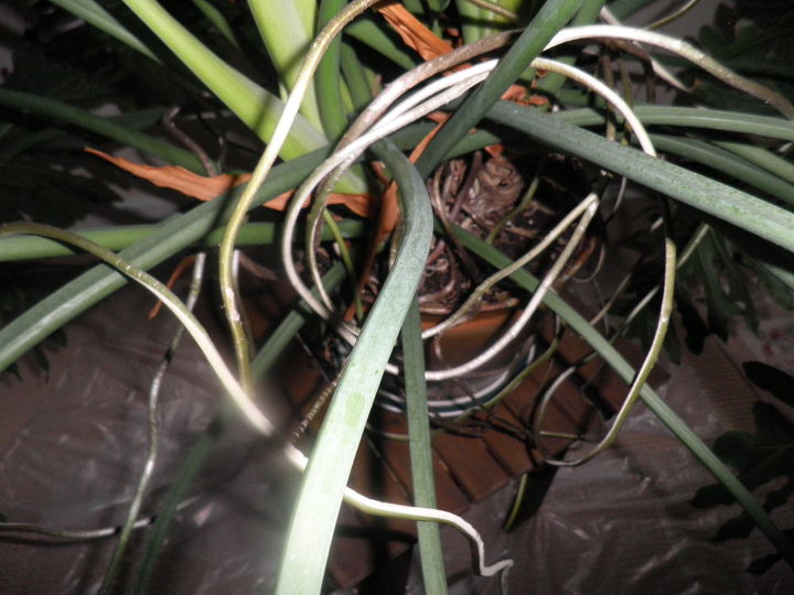 split leaf philodendron roots, tendrils