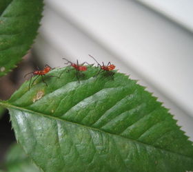 good bug right, gardening, pest control, pets animals, Three here I found these this afternoon on my tea rose
