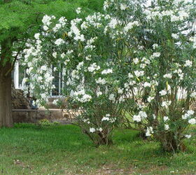 q oleander blooming, flowers, gardening