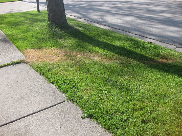 q trail of dead grass mystery, gardening, landscape, Trail of dead grass to the street