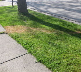 trail of dead grass mystery, Trail of dead grass to the street