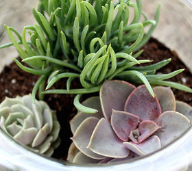 diy succulent terrarium, container gardening, flowers, gardening, succulents, terrarium, DIY Succulent Terrarium