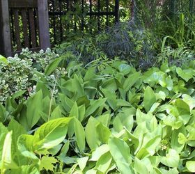 get control of invasive lily of the valley, flowers, gardening, hydrangea