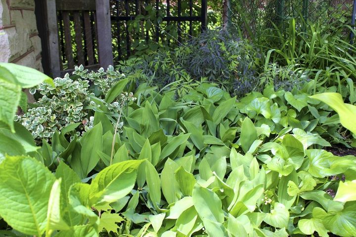 get control of invasive lily of the valley, flowers, gardening, hydrangea