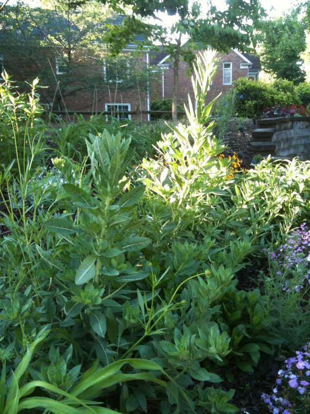 q does anyone know what these huge plants are i hope i haven t been saving weeds, gardening