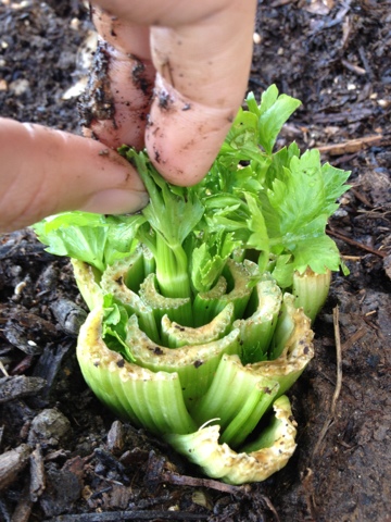 growing your own celery, gardening, Growing celery