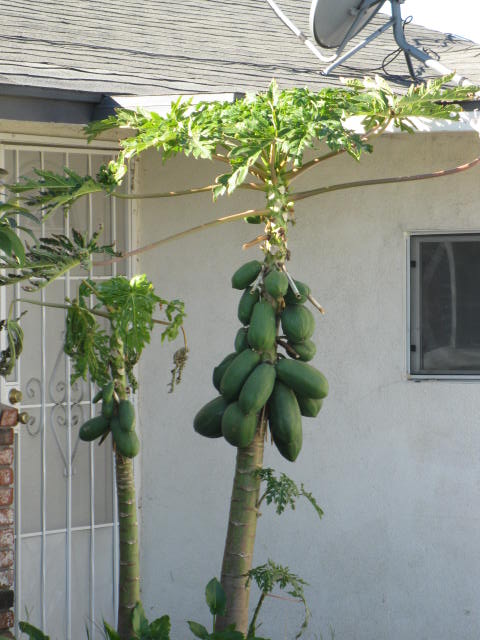 a small tree growing in southern ca, gardening, outdoor living, This was growing in the front yard of a neighbor of my mother in law s in Southern California I sure would like to find out what it is