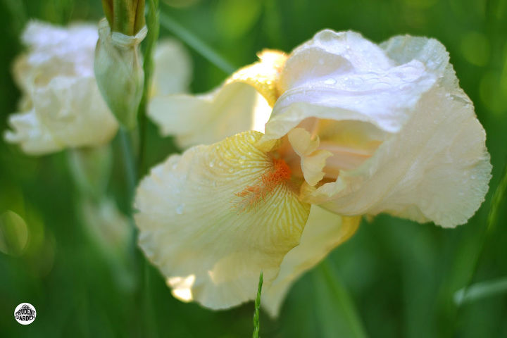 growing and dividing bearded iris, flowers, gardening