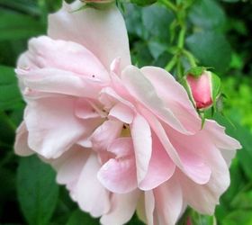 june garden our fairfield home garden, flowers, gardening, Fairy Rose s delicate blooms