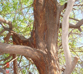 can my mesquite tree be saved by borers that are attacking it