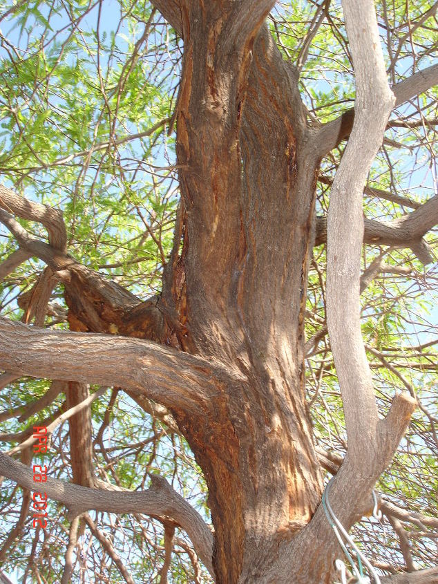 can my mesquite tree be saved by borers that are attacking it