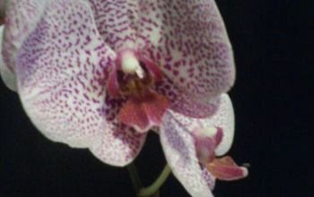 My Orchids