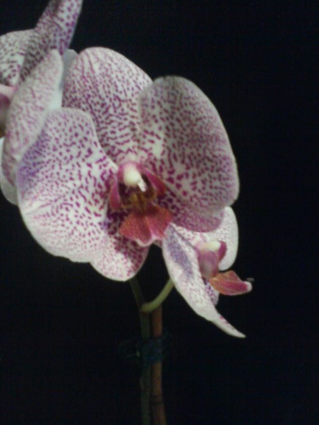 my orchids, gardening