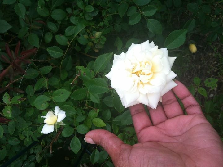 q can anyone tell me the name of this rose i know it s a climber is long lived amp, gardening, Mystery Rose 1