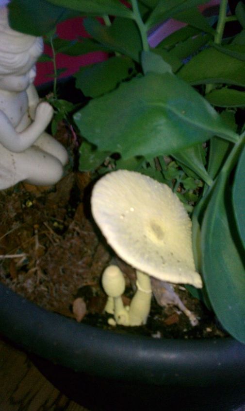 q i ve never seen a yellow mushroom before is it detrimental to my plant or o k to, gardening