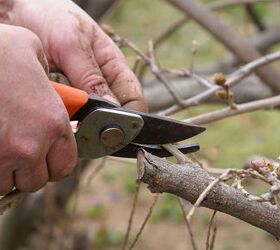 Don’t Know Anything About Tree Pruning or Maintenance?