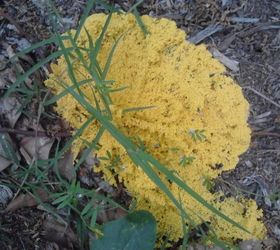 q does anyone know what this yellow stuff is it appears on top of some of our mulch, gardening