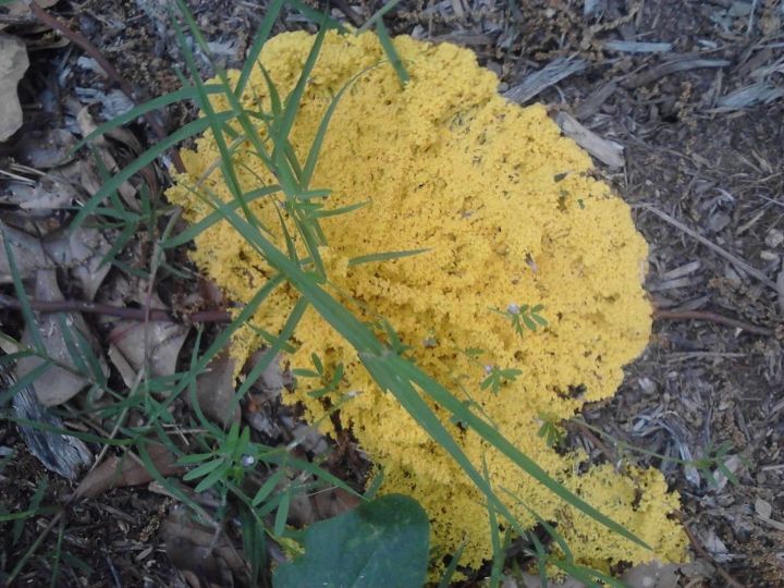 q does anyone know what this yellow stuff is it appears on top of some of our mulch, gardening