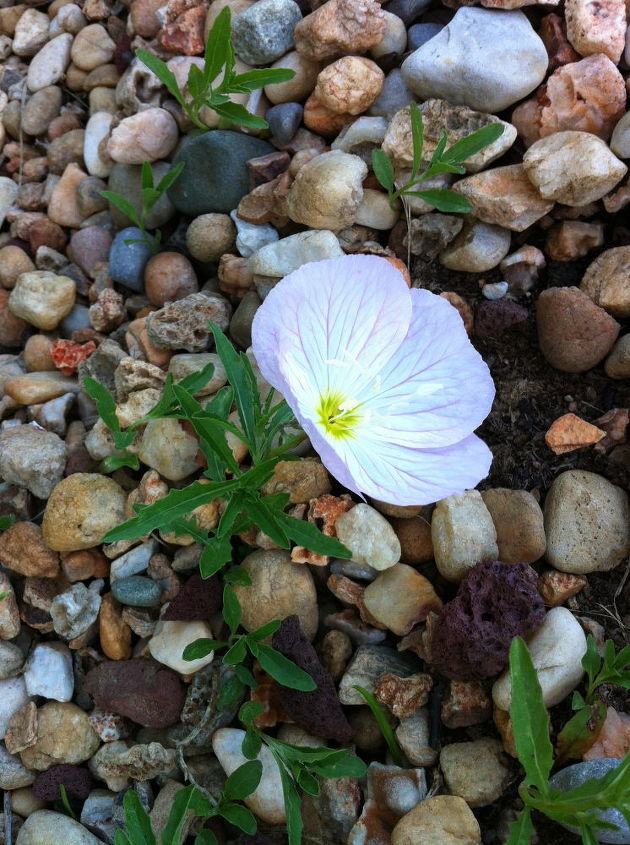 anyone know what this plant is, gardening