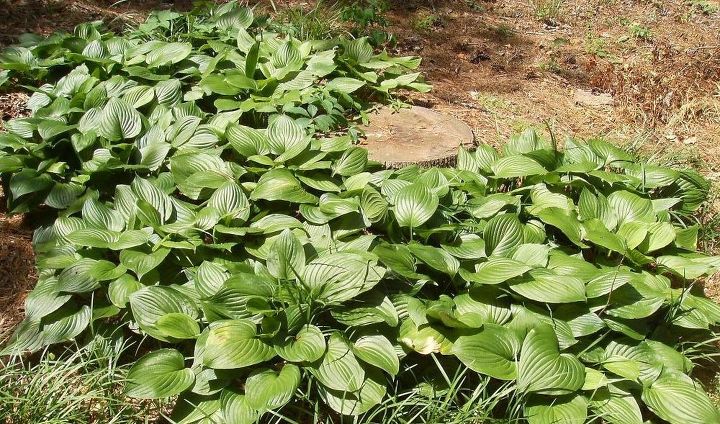 q what s happening to my hostas some are perfect but those are ones that have been, gardening