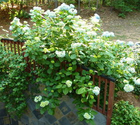 my giant hydrangea bush is popping, flowers, gardening, hydrangea, the hydrangea bush
