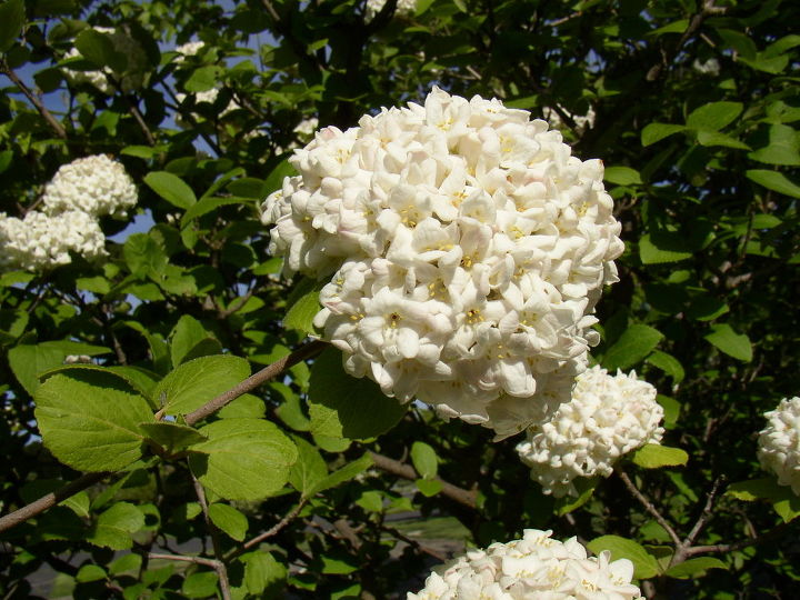 q can someone please tell me what this shrub is called it is not dogwood hydrangea, flowers, gardening, hydrangea, landscape, Saw this at a Campground last weekend