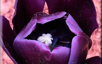 Dark purple Tulip