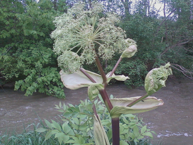 q what is it in ohio, gardening, what is this in ohio