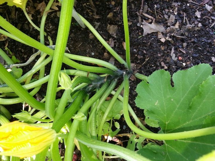 plantas de calabaza grandes y sanas y no crece la calabaza