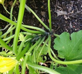squash plants large and healthy and no squash growing