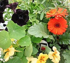 q black velvet petunias, gardening, black velvet combined with bright orange
