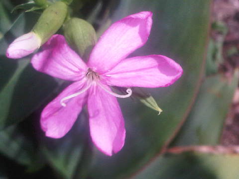 is this a fuchsia or weed