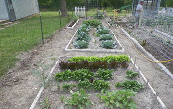 Our garden 2012