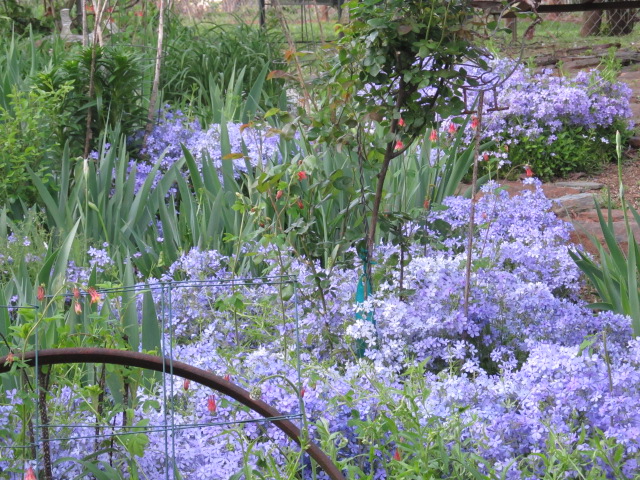 garden backyard flowers georgia, flowers, gardening, landscape, Wild Blue Phlox