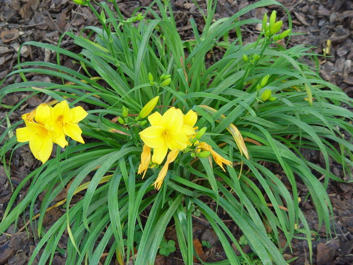 q this is a lillie but what type of lillie, flowers, gardening, one plant