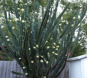 this is a night blooming cactus in my back yard the fence behind it is six feet tall, flowers, gardening, my night blooming cactus the fence in the back is six feet tall