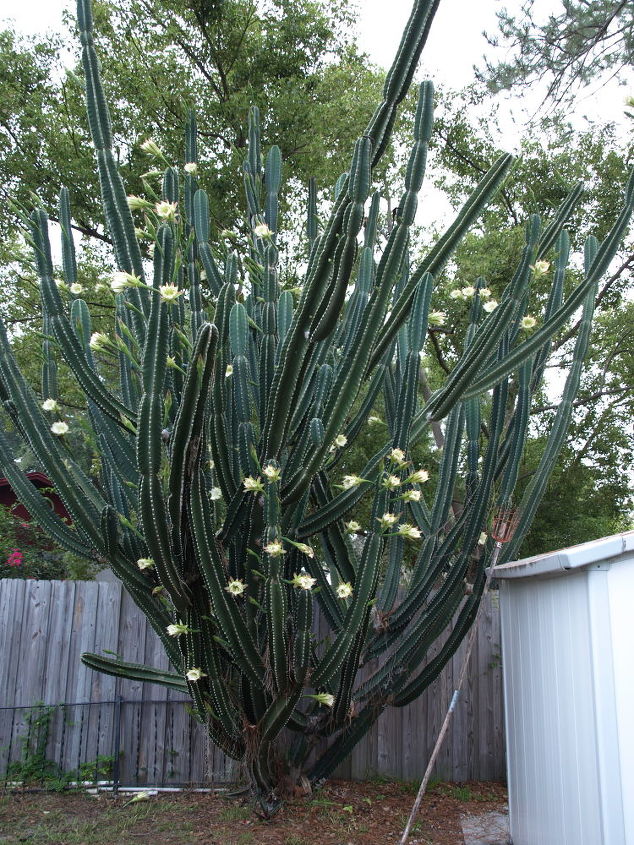 este es un cactus de floracin nocturna en mi patio trasero la valla detrs de l es de, mi cactus de floraci n nocturna la valla en la parte posterior es de seis pies de altura