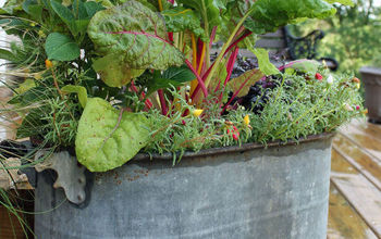 Container Garden Featuring Swiss Chard