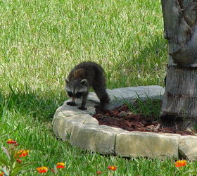 q racoons more wildlife, outdoor living, pest control, pets animals, ponds water features, Oh look one racoon