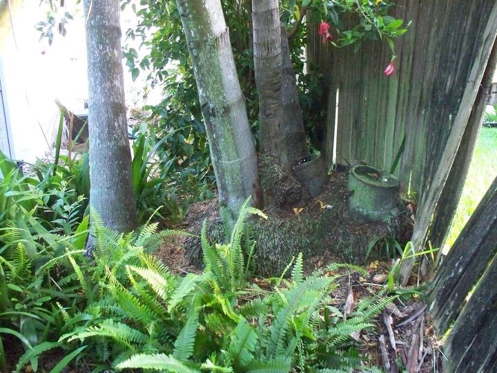 q can part of palm tree mound be removed without destabilizing remaining trunks, gardening, outdoor living, two stumps on right need to be removed