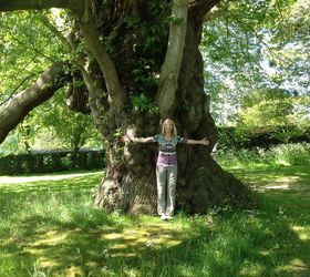 a four hundred year old chestnut tree in england, gardening, 400 year old chestnut tree at Goodnestone Garden in England
