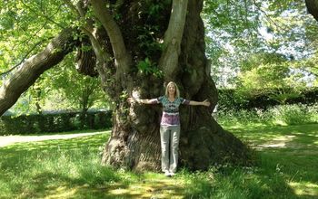 A four hundred year old Chestnut tree in England