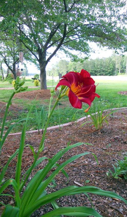 anyone know the name of this lily, gardening, My unknown lily