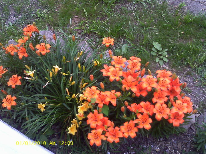 my yard, gardening, in front of my porch ppl stop just to tell me how pretty they are
