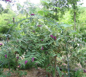 butterfly bush, gardening, pets animals, Butterfly Bush with behavior problems