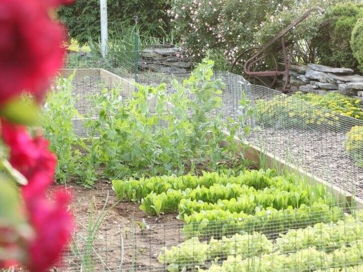 q hoe does your vegetable garden grow, gardening, outdoor living